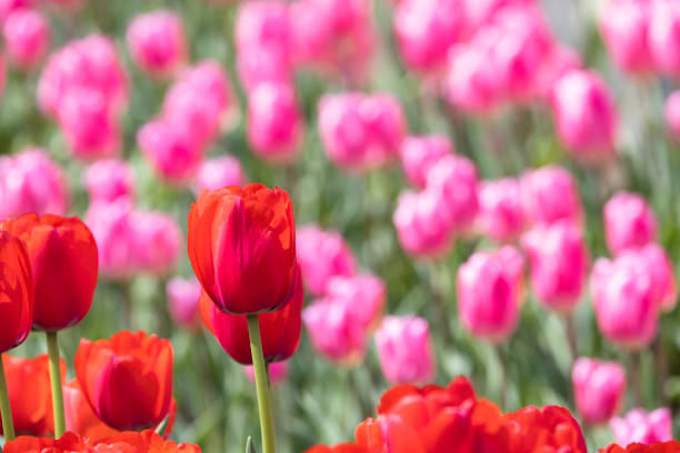 istock Field of colorful tulips 1472894432