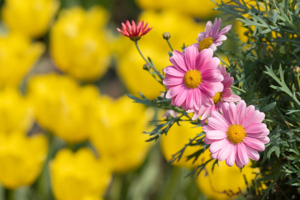 spring flower background material