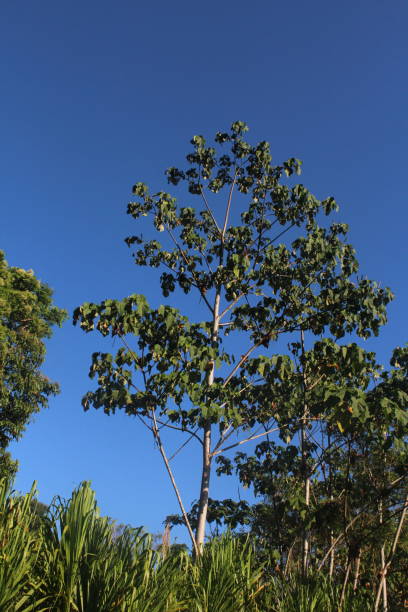 balsa tree (ochroma pyramidale) found in costa rica - balsa tree imagens e fotografias de stock