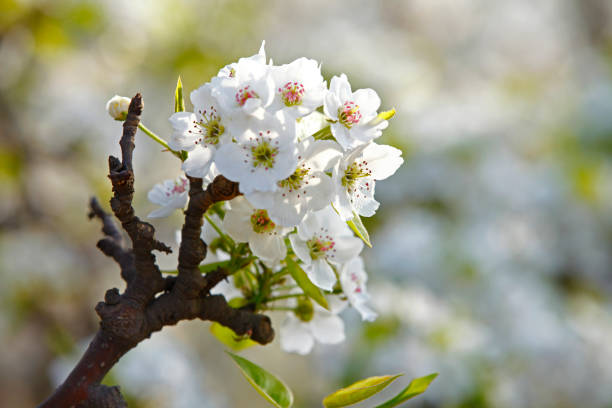 ナシの花 - apple tree branch ストックフォトと画像