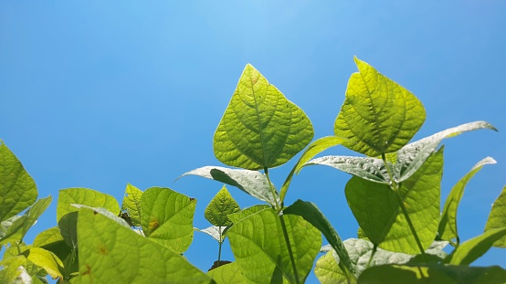 Fresh green bean leaves under the blue sky create a picturesque scene. The leaves are a vibrant shade of green, with a glossy texture that reflects the sunlight. The blue sky provides a stunning contrast to the green leaves, making them stand out even more. As the wind blows, the leaves rustle gently, creating a soothing sound.\n\nLooking closely, you can see the intricate veins running through each leaf, and the tiny droplets of water from the morning dew glistening in the sunlight. The leaves are arranged in a neat, orderly fashion, forming a canopy over the bean plants below.\n\nSurrounding the green bean leaves are other plants and trees, adding to the natural beauty of the scene. The air is filled with the sweet fragrance of flowers, and the sound of birds chirping in the distance.\n\nThe sight of fresh green bean leaves under the blue sky is a refreshing reminder of the beauty of nature and the wonders of life.