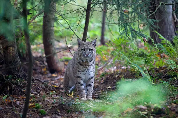 Bobcat in woods. Canada