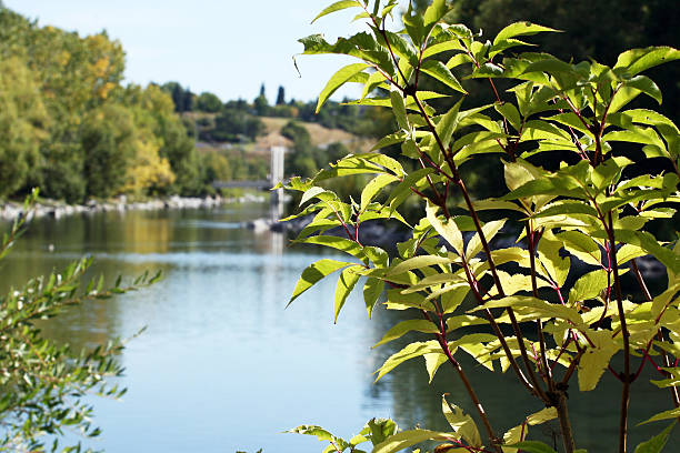 Blu lago con verde Cespuglio - foto stock