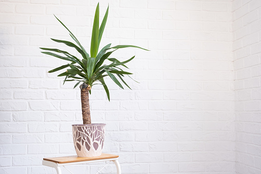 Dracaena palm yucca in interior on whtite brick wall. Potted house plants, green home decor, care and cultivation
