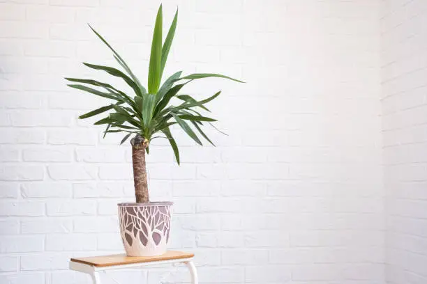 Dracaena palm yucca in interior on whtite brick wall. Potted house plants, green home decor, care and cultivation