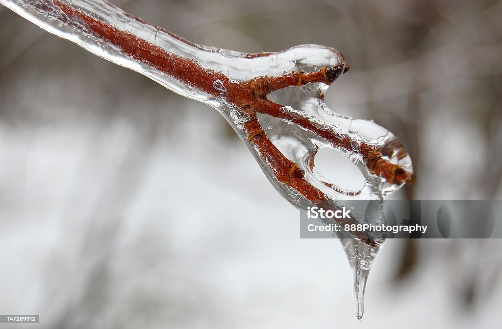 Icicles gefrorene auf einem Ast - Lizenzfrei Ast - Pflanzenbestandteil Stock-Foto