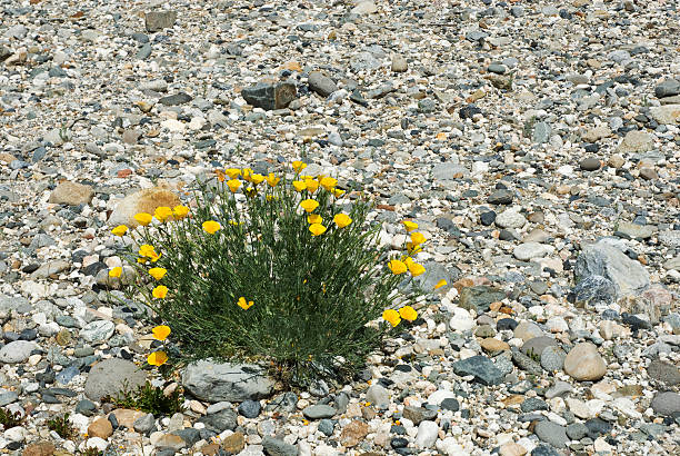 California Poppies Among the Rocks stock photo