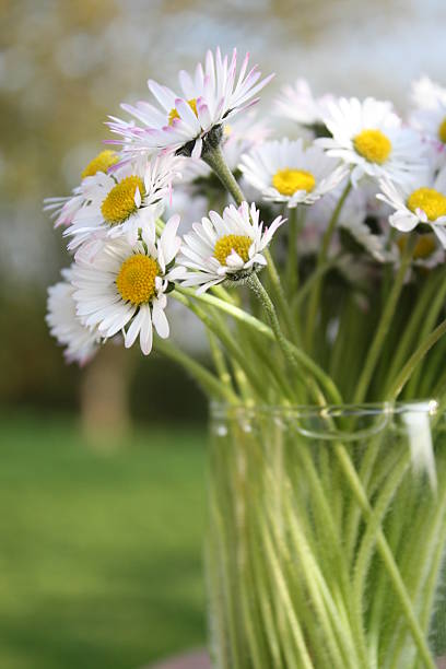 istock bunch of daisy flowers 147290028