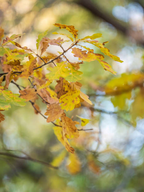 istock Oak branches with yellow leaves in autumn park 1472902605