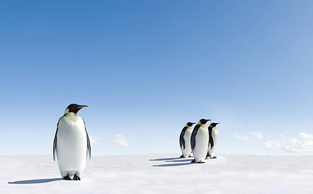 istock Four Emperor Penguins standing on ice with one by its self 147290336