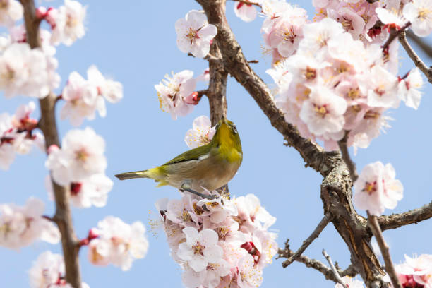 istock White plum blossoms and Japanese white-eye 1472903633
