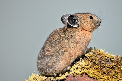 A Pika standing guard on a rock pile..