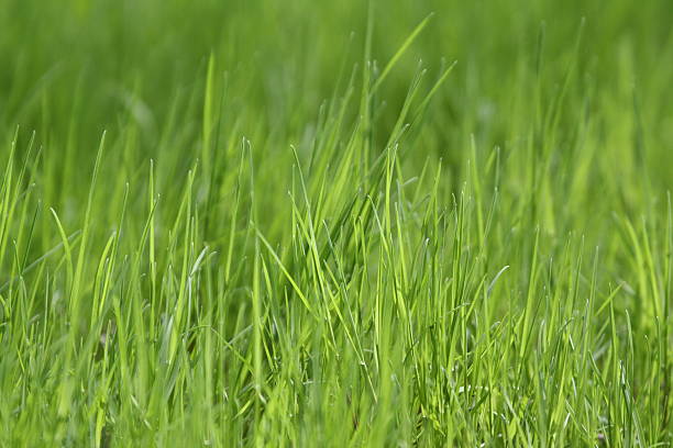 클로즈업 신선한 녹색 잔디 - chlorophyll tranquil scene summer blade of grass 뉴스 사진 이미지