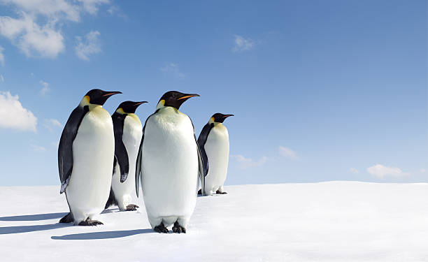imperadoresconstellation name (optional - antarctica penguin bird animal imagens e fotografias de stock