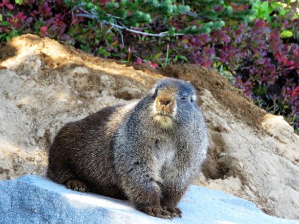 This Hoary Marmot (Marmota caligata) is feeding on wildflowers in the Paradise Meadows at Mount Rainier National Park, Washington State, USA.