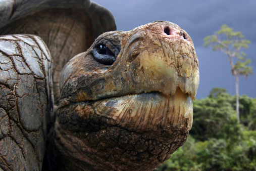 Galapagos (giant) tortoise (Geochelone nigra) looking curiously