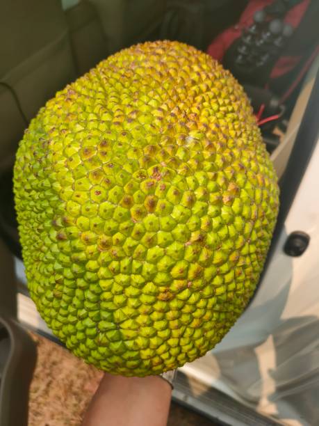 delicious thai fruit jackfruit stock photo
