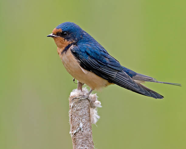 Barn Swallow on Cattail 8563 stock photo