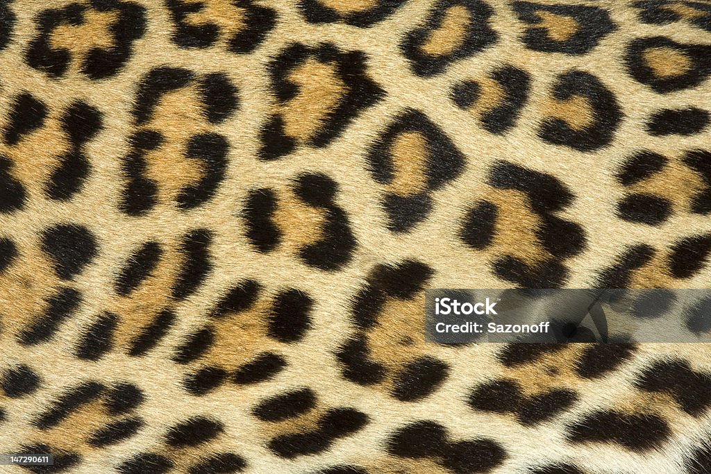 Textura de Pele de Leopardo (real) - Foto de stock de Tapete royalty-free