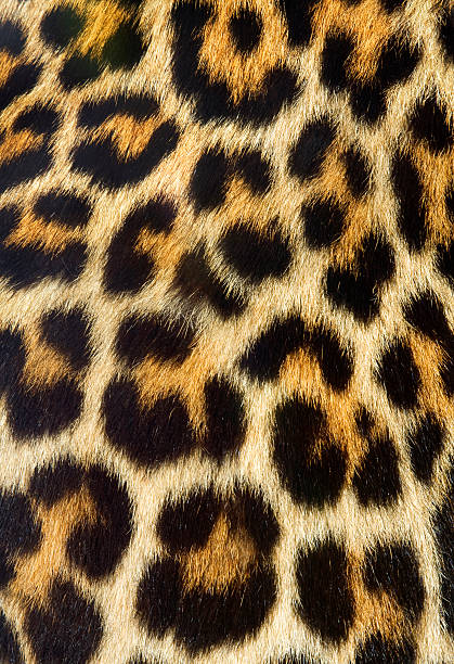 istock Close-up of the pattern from real leopard fur 147290612
