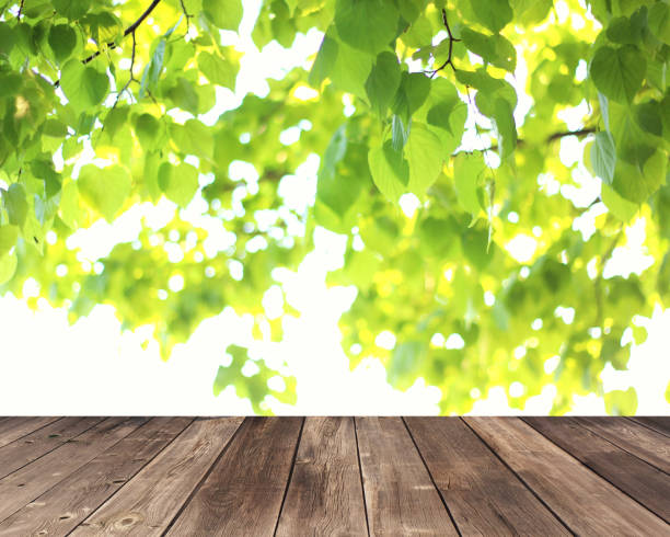 istock empty old wooden flooring under branches with green leaves. natural spring background, summer backdrop. 1472906343