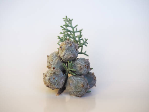 Arizona cypress tree scientific name Cupressus arizonica seeds