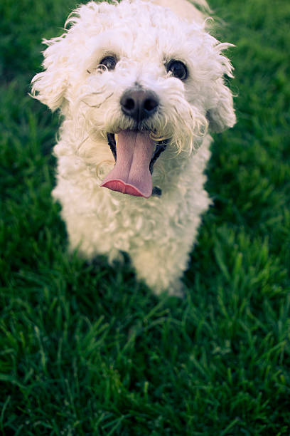 istock Dog with a fat tongue 147290720
