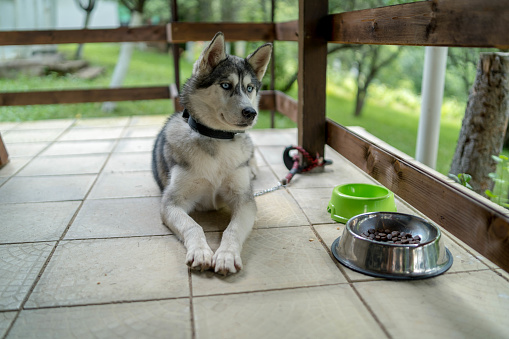 Siberian Husky with blue eyes