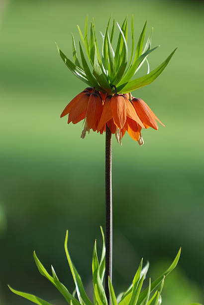 Tall orange fritillaire imperialis - Photo