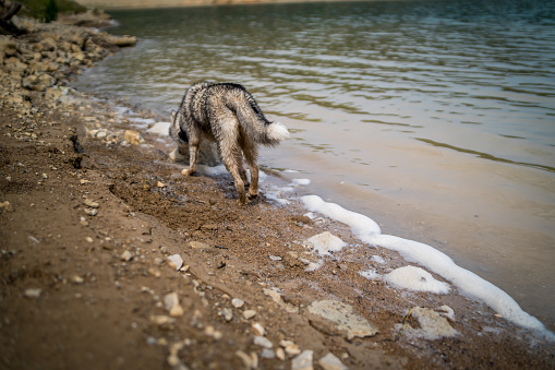 Siberian Husky dog grey-coloured with blue eyes near lake