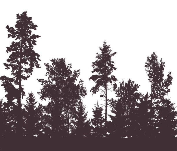 istock Beautiful forest, silhouette of firs, pines and different deciduous trees. Vector illustration. 1472907728
