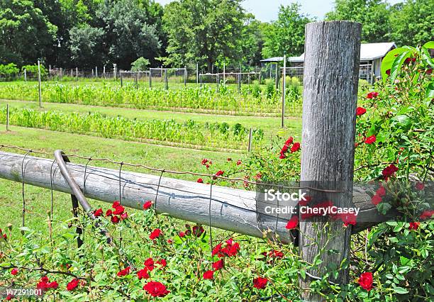 Rose Vite Da Giardino Applicazione - Fotografie stock e altre immagini di Agricoltura - Agricoltura, Ambientazione esterna, Bellezza naturale