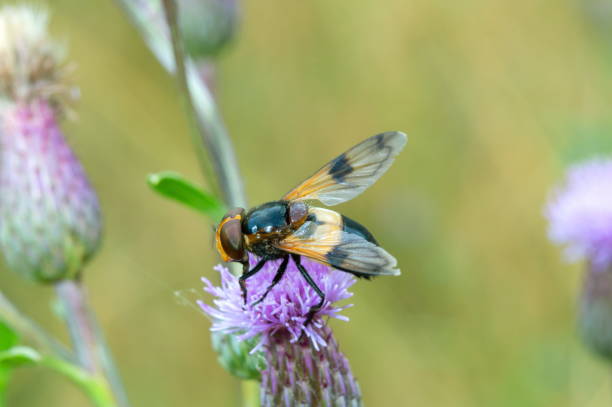 istock volucella inanis yellow fly on a pink flower 1472911104
