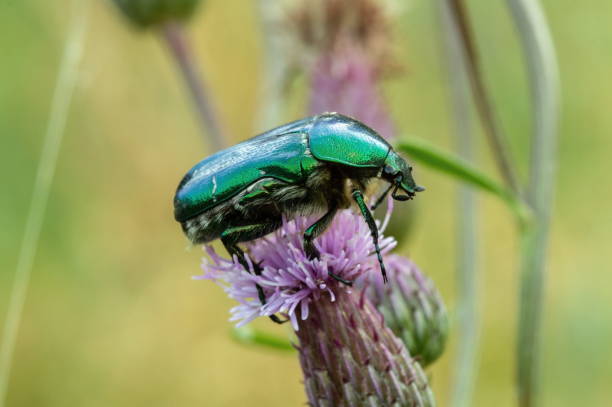 cetonia aurata goldkäfer auf blüte - aurata stock-fotos und bilder