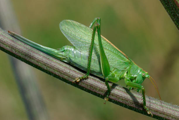 Free picture: insect, beetle, green grass, grass, arthropod, nature ...