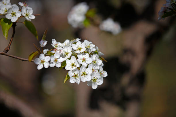 ナシの花 - apple tree branch ストックフォトと画像