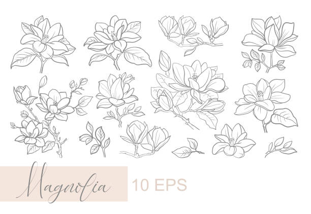 vektorgrafik lineare darstellung eines zweiges von magnolienblüten - magnolien stock-grafiken, -clipart, -cartoons und -symbole