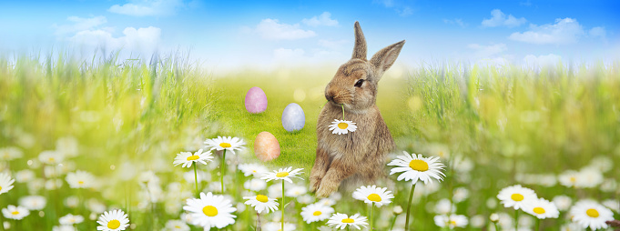Happy Easter Bunny With Easter Eggs Standing On Green Grass Field In Spring Flower Meadow