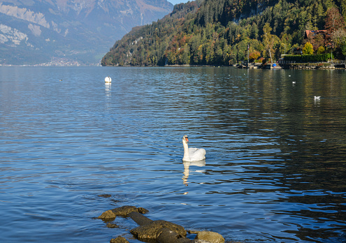 reflection lake surface.\nTicino, Switzerland
