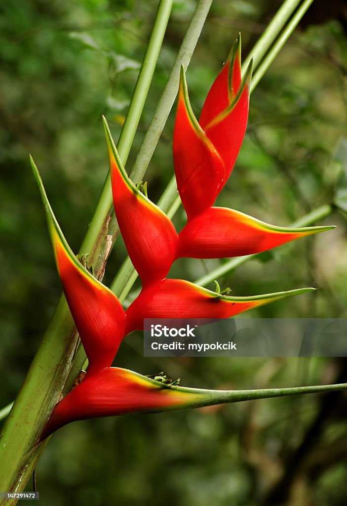 Red heliconia with green bush blurred behind Tropical red heliconia Beauty In Nature Stock Photo