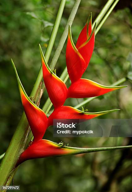 Red Heliconia With Green Bush Blurred Behind Stock Photo - Download Image Now - Beauty In Nature, Bird of Paradise - Plant, Blossom