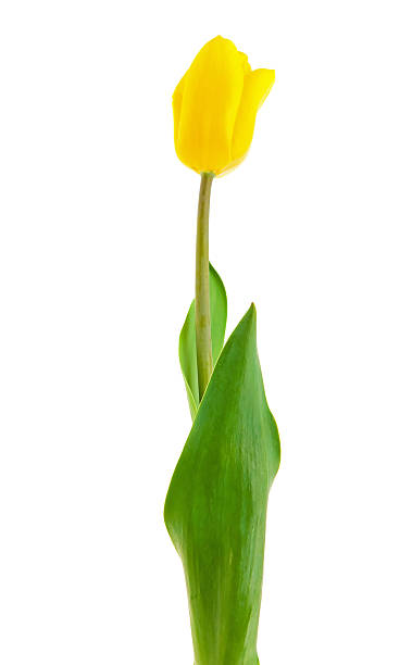 istock Yellow tulip isolated on white 147291616