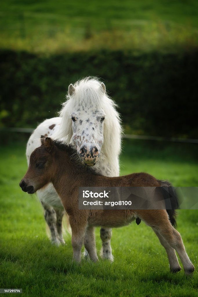 Gepunktete Minature Mutter und baby Pferd - Lizenzfrei Gepunktet Stock-Foto