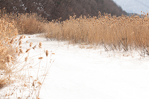 Frozen plant and river, winter nature background