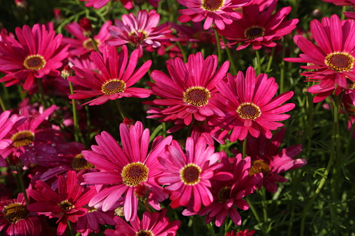 Argyranthemum Grandaisy Dark Pink (Suntory Flowers)