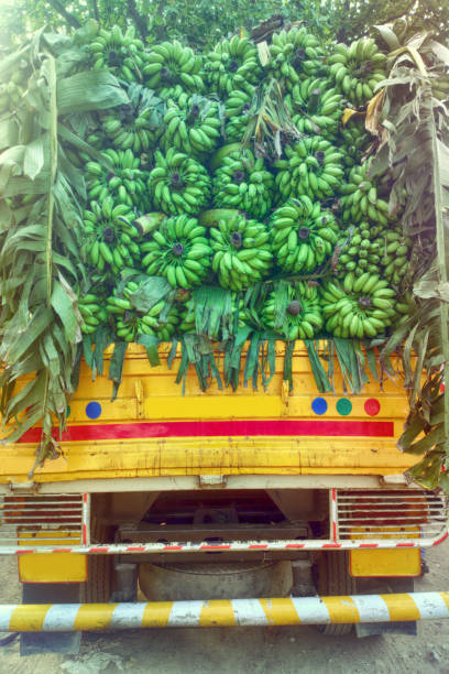 carrying heavy load of bananas on bicycle.this photo was taken from Bangladesh.