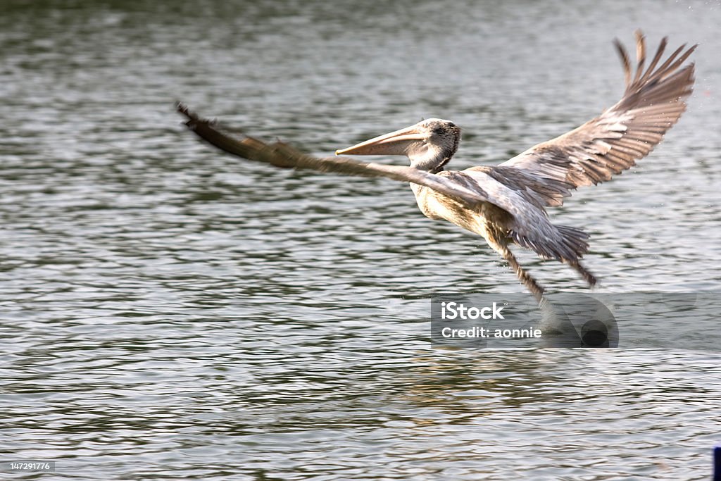 Decollare uccello - Foto stock royalty-free di Acqua