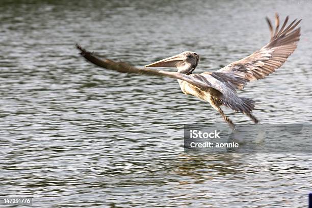 Decollare Uccello - Fotografie stock e altre immagini di Acqua - Acqua, Ala di animale, Composizione orizzontale