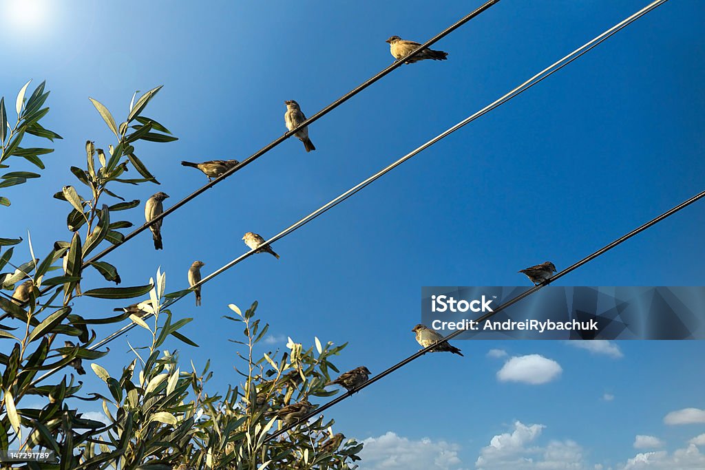 Oiseaux sur un fil de fer s'installer - Photo de Alimentation électrique libre de droits