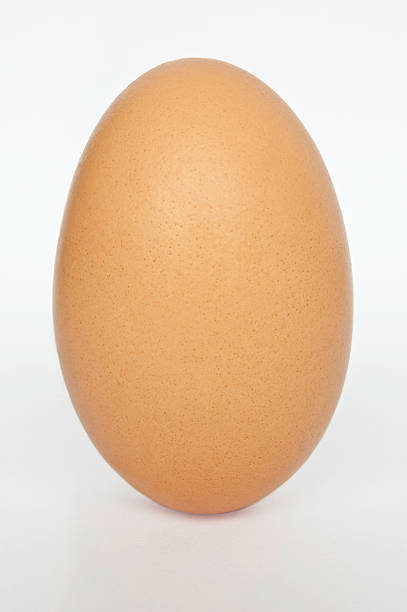 Very Large British Egg stock photo